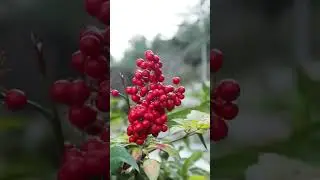 Японский сад в Крыму 