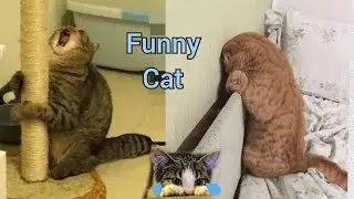 кот обиженный | смешные моменты