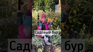 500 луковичных за пол дня! Посадила лук афлатунский и тюльпаны при помощи садового бура.