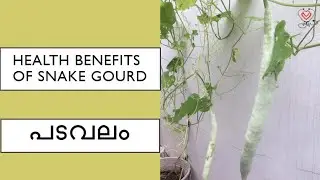 Health Benefits of snake gourd|പടവലം|Homoeopathy and Health|