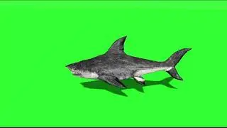shark #1 green screen video free download like share and subscribe