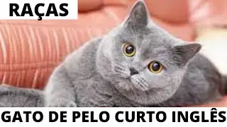 Conheça melhor a raça dos gatos de pelo curto inglês 🤗😽😺😍🥰