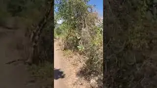 Начало восхождения на гору Ле Морн на Маврикии 