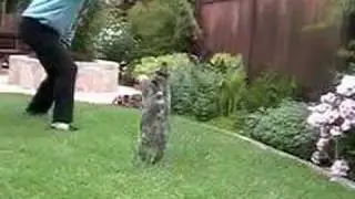 cat can jump!
