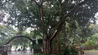 akkullum boat club during rain #trivandrum #akkulam #garden #rain #boatclub