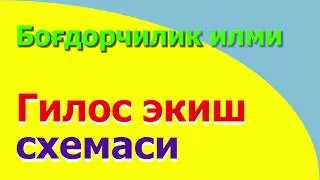 Гилос экиш схемаси - GIlos ekish sxemasi