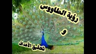 رؤية الطاووس و تحقيق الأهداف