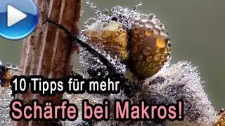 10 Tipps für mehr Schärfe bei Makros - incl. Stacking-Technik