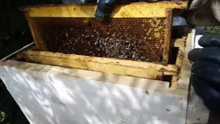 Проверка отводка на принятия не плодной матки через день