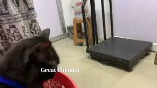 Persian cats 