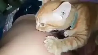 VIRAL!!!! KUCING DI PERKOSA!!!!