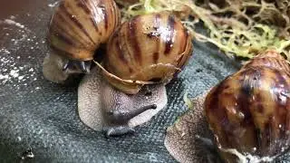 Пополнение - Ахатина ретикулята Ахатина тигр малыши тигрята | Achatina reticulata Achatina achatina