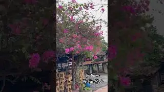 Vietnam nature 🌺Вьетнам. Ho Chi Ninh. Vietnam. #Vietnamnature #hochiminh #hochiminhcity #saygon