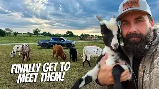 THE GOAT BABIES ARE HERE!