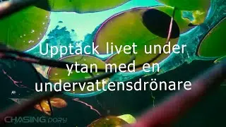 Upptäck livet under ytan med en undervattensdrönare - Chasing Dory
