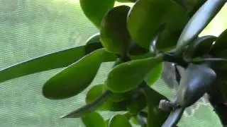 Crazy bird tries to get into our house!