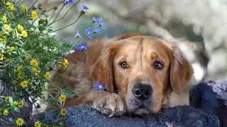 Cute dogs 😃 Funny animals 😚