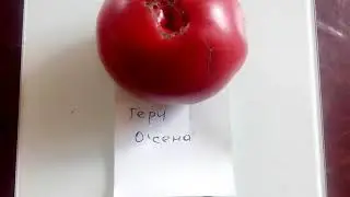 Томат Гери О Сена