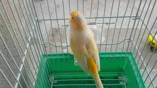 أقوى تغريد طائر الكناري | canary song for training