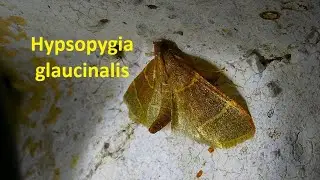 Hypsopygia glaucinalis  by Theo