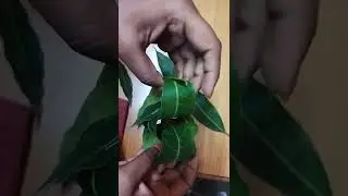 Mango leaves thoranam making - for sankranthi
