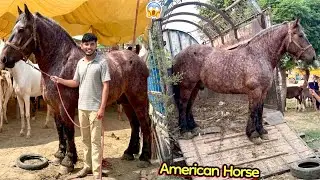 Faisalabad Mandi Sy 50 Lakh Ka Biggest American🇺🇸Horse Pasand Aa Gaya🐎🔥