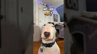 Give Joy a cookie in the comments 🍪🍪🍪 