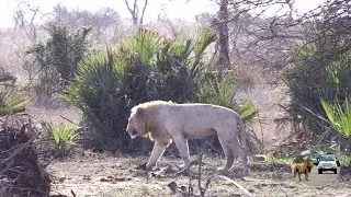 Casper The White Lion And Brothers Leaves The Shishangaan Lion Pride
