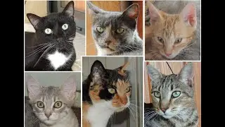 les chats du refuge de Beauregard (Saint Éloi Nièvre) - aout 2022