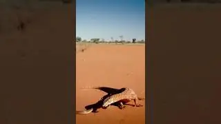 Monster Lizard vs. Venomous Mulga Snake! 