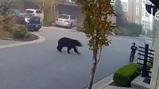 8-Year-Old's Heart-Pounding Encounter with a Massive Bear While Riding a Scooter!