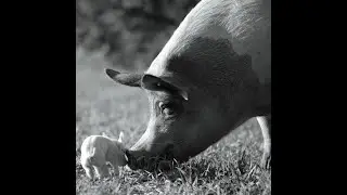 “ATRÁS DO SOM E DA IMAGEM – MÚSICA ANIMAL” · Conversas