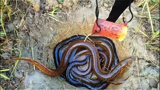 Top 10 lawa Experiments || snake,crab,fish,ice vs lava  || Top 10 Experiment
