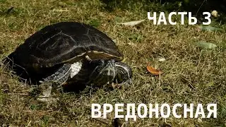 Проблема: красноухие черепахи. Часть 3