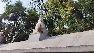 Monkey 