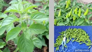 Remhmui le Hnakphek Lawh Lai (Chin Vlog)