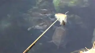 Веселые Черепашки