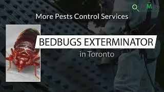 Ultimatepestsolutions : Professional Pest Control Services in Toronto