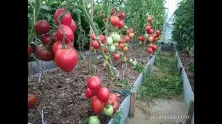 Переделали стандартную арочную теплицу Дачная 2 ДУМ. Теперь томатам в ней раздолье