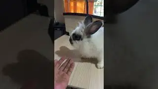 So cute looking in the table #bunny #eagle #wildeagle #rabbit #animals #cute #zooanimals #birds