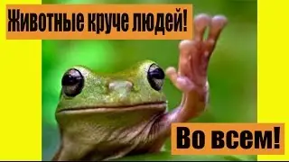 Способности животных. Животные лучше людей!