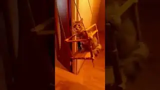 Оскар любит кататься на качелях)))