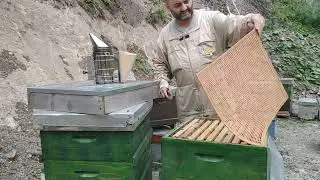 Ormanda çok iyi başlayan bal sezonu çok kötü bitti.