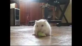 Lemon in A Brocolli Love Affair