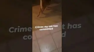 crimes my cat has committed 😸 #shorts #funnycats #meme