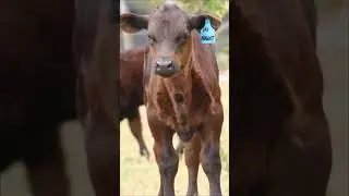Life 💓🐮 #anguscalf #anguscattle #angus #calf  #anguscows #angusbeef #anguscow #angusbulls #beef