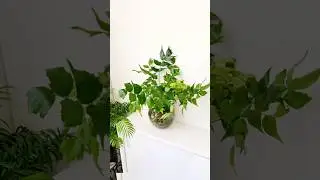 #sphagnum_eco  #сфагнумфускум #plants #папоротник #houseplants #циртомиум #planting  #cyrtomium