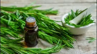 Potencia Antimicrobiano de Aceite Esencial de Romero Contra Fitopatógenos (Parte 2)