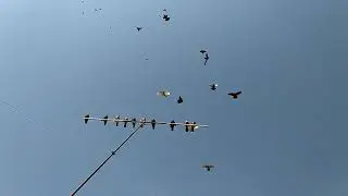 Нагонка молодежи Краснодарских бойных голубей