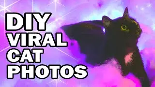Photoshoots with My Cat